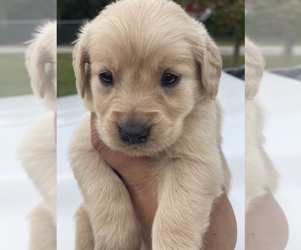 Medium Photo #10 Golden Retriever Puppy For Sale in TAMPA, FL, USA