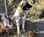 Small Photo #41 Anatolian Shepherd-Great Pyrenees Mix Puppy For Sale in AGOURA HILLS, CA, USA