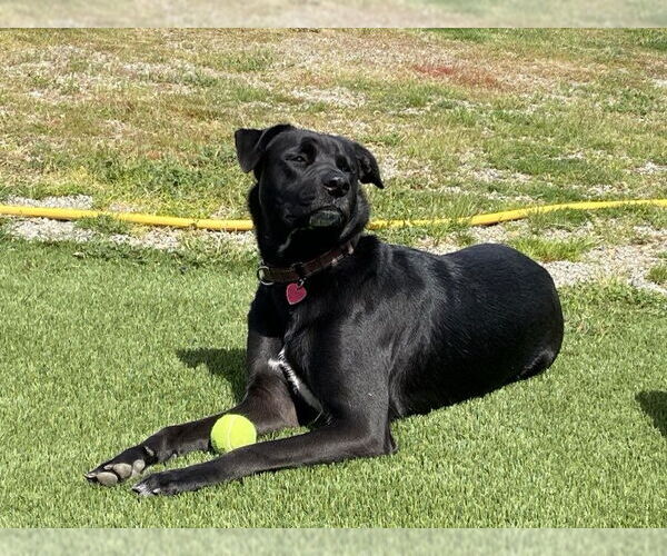 Medium Photo #2 Labrador Retriever-Unknown Mix Puppy For Sale in Clovis, CA, USA