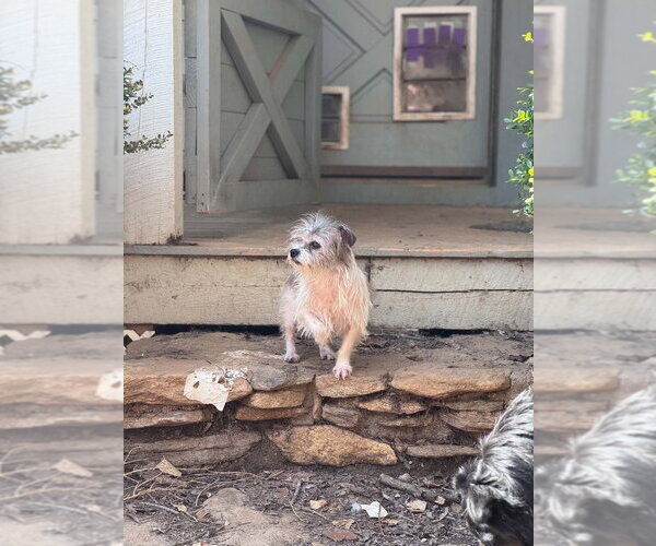 Medium Photo #1 Mutt Puppy For Sale in Candler, NC, USA