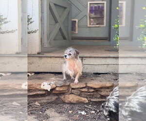 Mutt Dogs for adoption in Candler, NC, USA