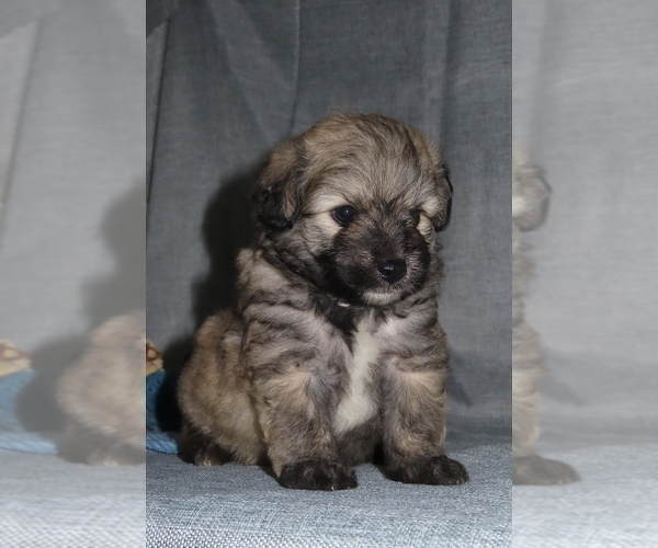 Medium Photo #19 Pookimo Puppy For Sale in MEMPHIS, MO, USA