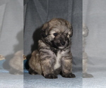 Small Photo #19 Pookimo Puppy For Sale in MEMPHIS, MO, USA