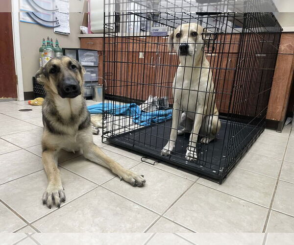 Medium Photo #9 German Shepherd Dog Puppy For Sale in Boonton, NJ, USA