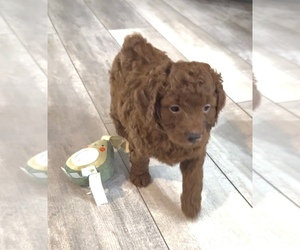 Medium Golden Retriever-Poodle (Toy) Mix