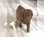 Puppy 2 Golden Retriever-Poodle (Toy) Mix