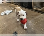 Small #13 American Bulldog