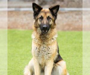 CHAQUIRA - Female German Shepherd Dog Dog for Adoption - Photo #2