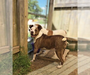 Mutt Dogs for adoption in Jackson, MS, USA