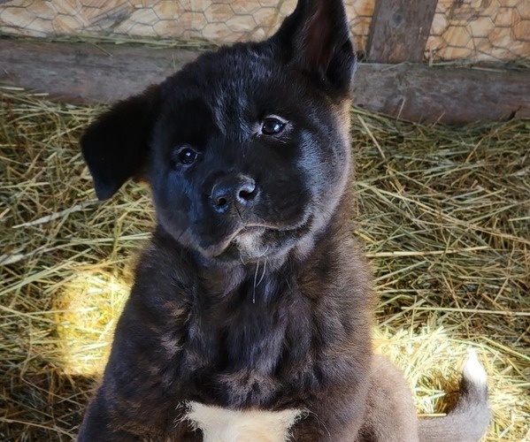 Medium Photo #2 Akita Puppy For Sale in SEVILLE, OH, USA