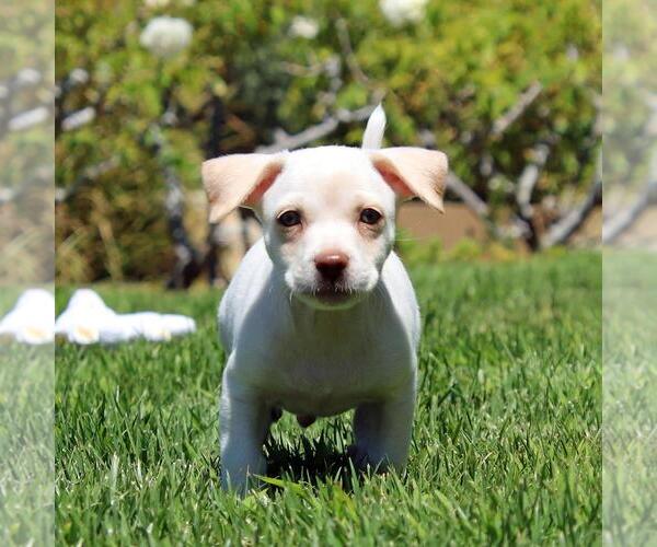 Medium Photo #1 Chihuahua-Unknown Mix Puppy For Sale in San Diego, CA, USA