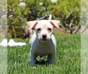 Chihuahua-Unknown Mix Dogs for adoption in San Diego, CA, USA