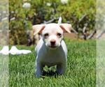 Small Chihuahua Mix