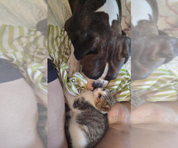 Medium Photo #4 Boxer Puppy For Sale in Woodbury, MN, USA