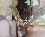 Small #3 Boxer