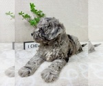 Small #8 Cavapoo (Miniature)