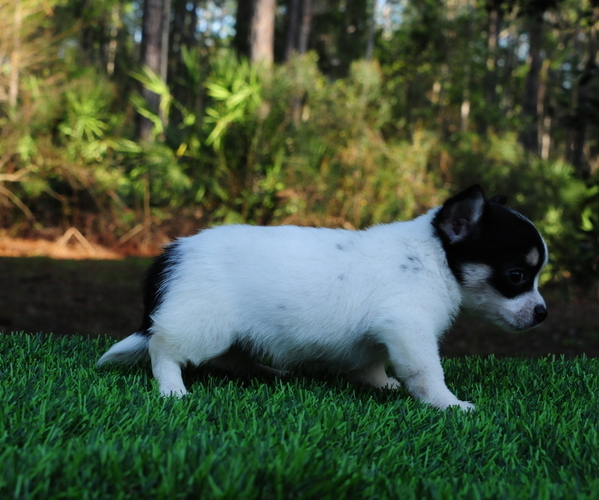 Medium Photo #9 Chiranian Puppy For Sale in SAINT AUGUSTINE, FL, USA