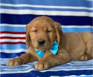 Golden Retriever Puppy for sale in LANCASTER, PA, USA