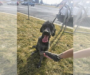 Poodle (Standard)-Unknown Mix Dogs for adoption in Ogden, UT, USA