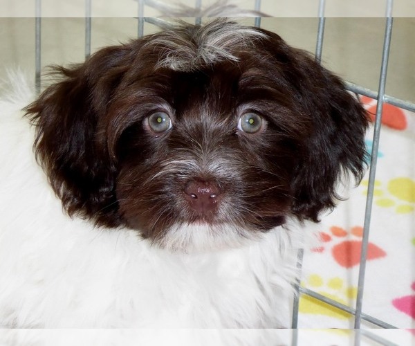 Medium Photo #8 Havanese Puppy For Sale in ORO VALLEY, AZ, USA