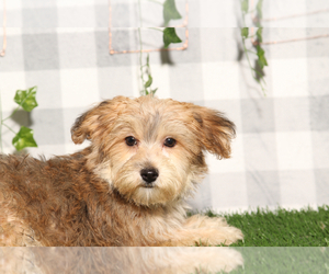 Yo-Chon Puppy for sale in MARIETTA, GA, USA