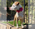 Small #7 American Pit Bull Terrier Mix