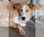 Small Labrador Retriever Mix