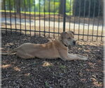 Small #5 Labrador Retriever-Staffordshire Bull Terrier Mix