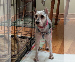 - Mix Dogs for adoption in St. Louis Park, MN, USA