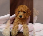Small Photo #1 Poodle (Miniature) Puppy For Sale in PATERSON, NJ, USA