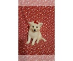 Small Photo #3 American Eskimo Dog Puppy For Sale in CLARKSVILLE, TN, USA