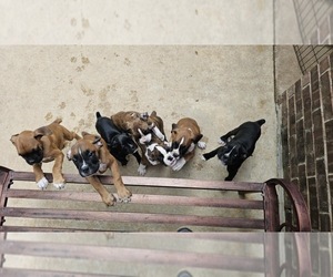 Boxer Puppy for Sale in VICTORIA, Texas USA