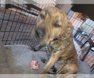 Mastiff Puppy for sale in KANSAS CITY, KS, USA