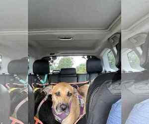 Nala - Female Mutt Dog for Adoption - Photo #3