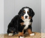 Small #4 Bernese Mountain Dog