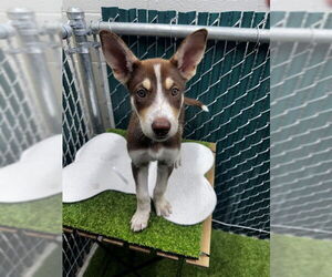Siberian Husky Dogs for adoption in Downey, CA, USA