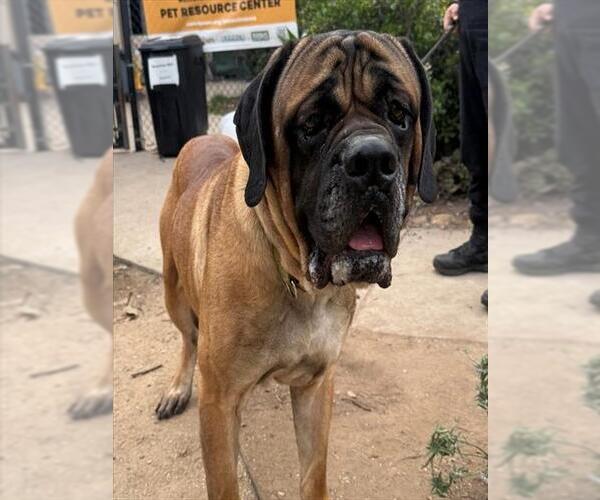 Medium Photo #1 Bullmastiff Puppy For Sale in Santa Maria, CA, USA