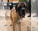 Small Bullmastiff