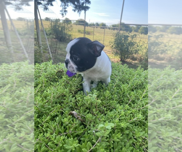 Medium Photo #15 Boston Terrier Puppy For Sale in FREDONIA, KS, USA