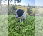 Small #14 Boston Terrier