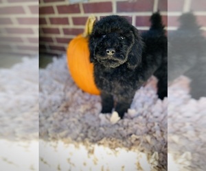 Poodle (Standard) Puppy for Sale in CROSSVILLE, Tennessee USA