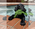 Small Photo #5 Labrador Retriever Puppy For Sale in TUCSON, AZ, USA