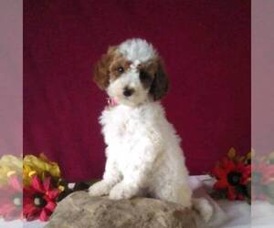 Goldendoodle Puppy for sale in GORDONVILLE, PA, USA