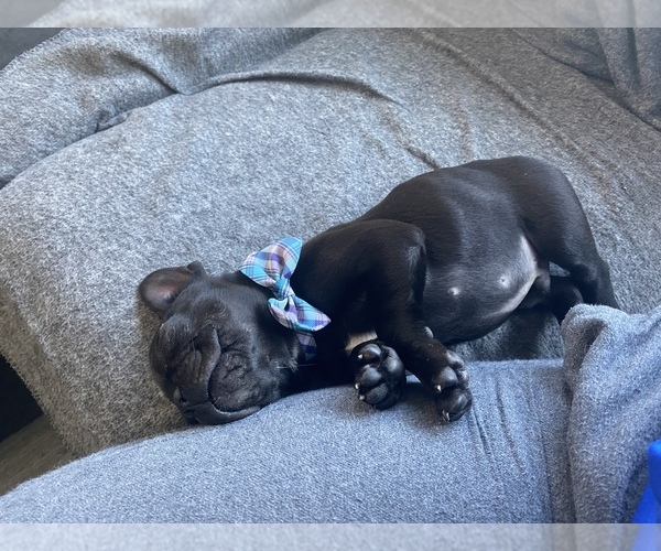 Medium Photo #7 French Bulldog Puppy For Sale in WOODLAND PARK, NJ, USA