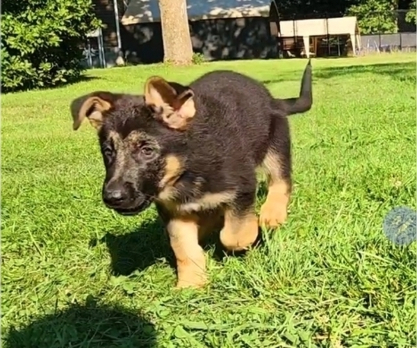 Medium Photo #4 German Shepherd Dog Puppy For Sale in HAGERSTOWN, MD, USA