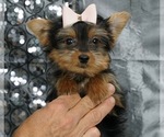 Small Photo #2 Yorkshire Terrier Puppy For Sale in WARSAW, IN, USA