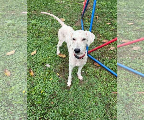 Medium Photo #1 Poodle (Standard)-Unknown Mix Puppy For Sale in New Oxford , PA, USA