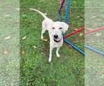 Velveeta - Female Poodle (Standard)-Unknown Mix Dog for Adoption - Small photo