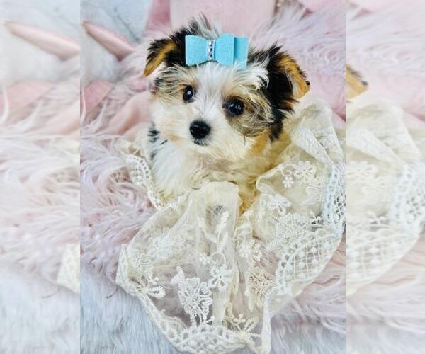 Medium Photo #21 Yorkshire Terrier Puppy For Sale in THONOTOSASSA, FL, USA