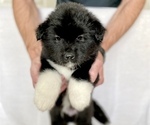 Small Photo #2 Akita Puppy For Sale in GREELEY, CO, USA